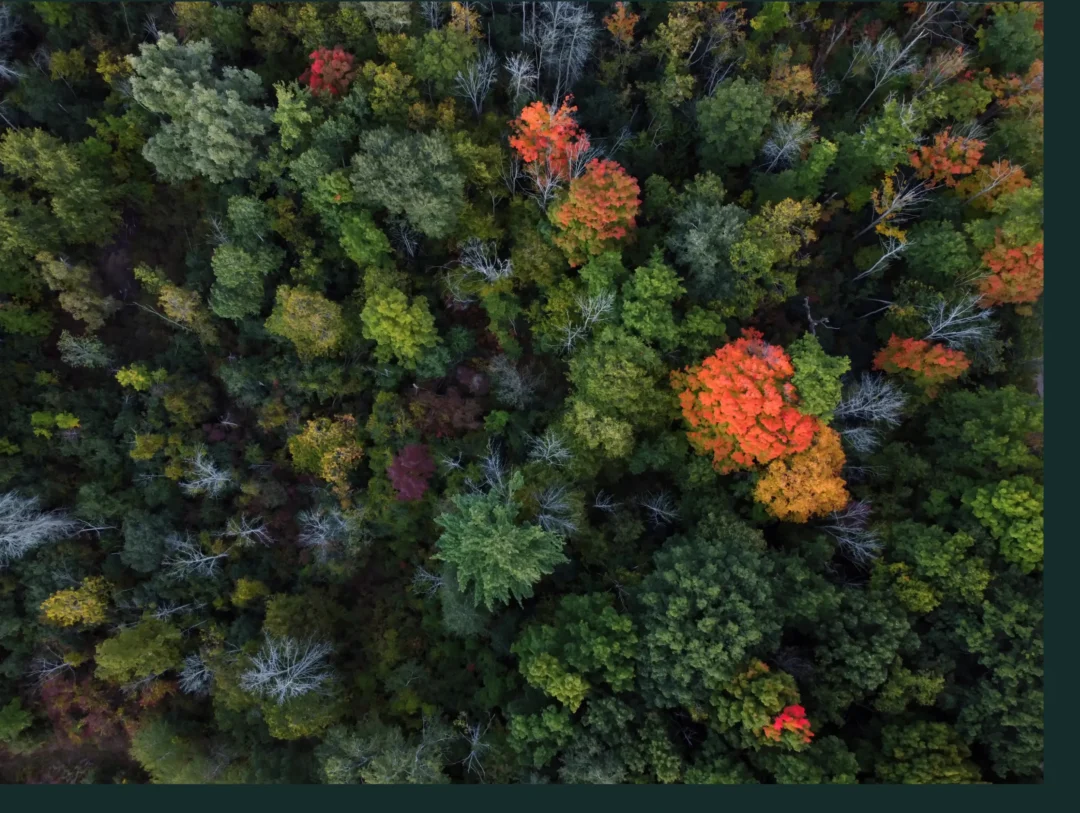 Colorful forest view from above.